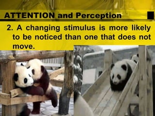 ATTENTION and Perception2. A changing stimulus is more likely to be noticed than one that does not move.