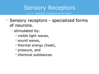 Sensory Receptors
LO 7.3

What forms of energy can humans sense?

• Sensory receptors - specialized forms
of neurons.
– st...