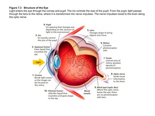 Figure 7.3 Structure of the Eye
Light enters the eye through the cornea and pupil. The iris controls the size of the pupil...