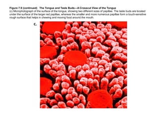 Figure 7.9 (continued) The Tongue and Taste Buds—A Crosscut View of the Tongue
(c) Microphotograph of the surface of the t...
