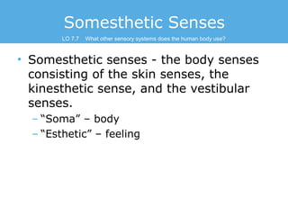 Somesthetic Senses
LO 7.7

What other sensory systems does the human body use?

• Somesthetic senses - the body senses
con...