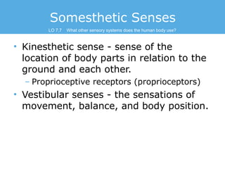 Somesthetic Senses
LO 7.7

What other sensory systems does the human body use?

• Kinesthetic sense - sense of the
locatio...