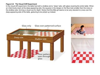 Figure 8.4 The Visual Cliff Experiment
In the visual cliff experiment, the table has both a shallow and a “deep” side, wit...