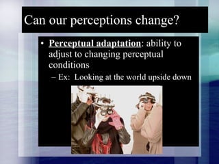 Can our perceptions change? Perceptual adaptation : ability to adjust to changing perceptual conditions Ex:  Looking at the world upside down 