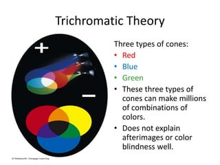 Trichromatic Theory
Three types of cones:
• Red
• Blue
• Green
• These three types of
cones can make millions
of combinati...