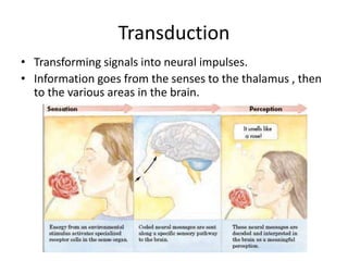 Transduction
• Transforming signals into neural impulses.
• Information goes from the senses to the thalamus , then
to the...