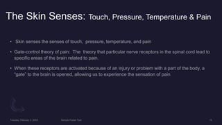 The Skin Senses: Touch, Pressure, Temperature & Pain
 