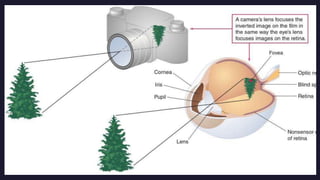 Sensation & Perception.pptx