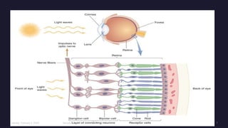 Sensation & Perception.pptx