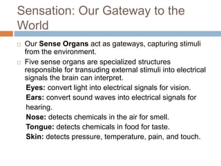 Sensation: Our Gateway to the
World
 Our Sense Organs act as gateways, capturing stimuli
from the environment.
 Five sense organs are specialized structures
responsible for transuding external stimuli into electrical
signals the brain can interpret.
Eyes: convert light into electrical signals for vision.
Ears: convert sound waves into electrical signals for
hearing.
Nose: detects chemicals in the air for smell.
Tongue: detects chemicals in food for taste.
Skin: detects pressure, temperature, pain, and touch.
 