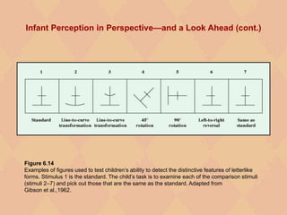 Infant Perception in Perspective—and a Look Ahead (cont.)
Figure 6.14
Examples of figures used to test children’s ability to detect the distinctive features of letterlike
forms. Stimulus 1 is the standard. The child’s task is to examine each of the comparison stimuli
(stimuli 2–7) and pick out those that are the same as the standard. Adapted from
Gibson et al.,1962.
 