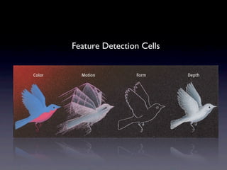 Feature Detection Cells
 