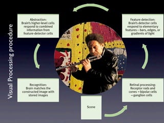 Visual Processing procedure
 