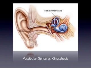 Vestibular Sense vs Kinesthesis
 