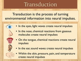 Transduction
Transduction is the process of turning
environmental information into neural impulses.
• In the eyes, light waves create neural impulses	

• In the nose, chemical reactions from gaseous
molecules create neural impulses	

• On the tongue, chemical reactions create neural
impulses	

• In the ear, sound waves create neural impulses	

• Within the skin, pressure, pain, and temperature
create neural impulses
 