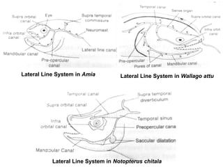 sense-organ-in-fishes.pptx by Krishna Kumar patel BFSc student | PPTX