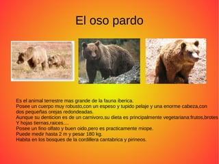 El oso pardo
Es el animal terrestre mas grande de la fauna iberica.
Posee un cuerpo muy robusto,con un espeso y tupido pelaje y una enorme cabeza,con
dos pequeñas orejas redondeadas.
Aunque su denticion es de un carnivoro,su dieta es principalmente vegetariana:frutos,brotes
Y hojas tiernas,raices....
Posee un fino olfato y buen oido,pero es practicamente miope.
Puede medir hasta 2 m y pesar 180 kg.
Habita en los bosques de la cordillera cantabrica y pirineos.
 
