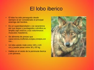 El lobo iberico
● El lobo ha sido perseguido desde
siempre al ser considerado el principal
enemigo del hombre.
● Es un superdepredador y se caracteriza
por sus largos y puntiagudos colmillos,su
amplia caja oracica y sus voluminosos
musculos maseteros.
● Se alimenta de presas que
caza:corzos,muflones,ovejas,conejos,zor
ros...
● Un lobo adulto mide entre 100 y 120
cm,y puede pesar entre 30 y 50 kg.
● Habita en el oeste de la peninsula iberica
y en pirineos.
 