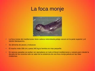 La foca monje
● La foca monje del mediterraneo tiene cabeza redondeada,pelaje oscuro en la parte superior y el
vientre blanquecino.
● Se alimenta de peces y moluscos
● El macho mide 308 cm y pesa 340 kg,la hembra es mas pequeña
● En epocas pasadas se podian ver ejemplares en todo el litoral mediterraneo y canario,pero desde la
decada de los noventa solo se sabe de la existencia de una foca monje,peluso,en las islas
chafarinas.
 