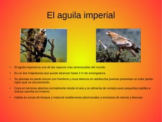 El aguila imperial
● El aguila imperial es una de las rapaces mas amenazadas del mundo.
● Es un ave majestuosa que puede alcanzar hasta 2 m de envergadura.
● Su plumaje es pardo oscuro con hombros y nuca blancos en adultos;los jovenes presentan un color pardo-
rojizo que va oscureciendo.
● Caza en terrenos abiertos,normalmente desde el aire,y se alimenta de conejos,aves pequeñas,reptiles e
incluso carroña en invierno
● Habita en zonas de bosque y matorral mediterraneo,alcornocales y encinares de sierras y llanuras.
 