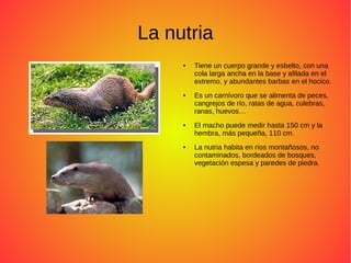 La nutria
● Tiene un cuerpo grande y esbelto, con una
cola larga ancha en la base y afilada en el
extremo, y abundantes barbas en el hocico.
● Es un carnívoro que se alimenta de peces,
cangrejos de río, ratas de agua, culebras,
ranas, huevos…
● El macho puede medir hasta 150 cm y la
hembra, más pequeña, 110 cm.
● La nutria habita en ríos montañosos, no
contaminados, bordeados de bosques,
vegetación espesa y paredes de piedra.
 
