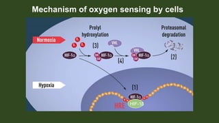 Sense and adaptability of animal cells to oxygen availability | PPT