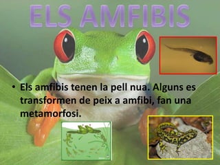 • Els amfibis tenen la pell nua. Alguns es
transformen de peix a amfibi, fan una
metamorfosi.
 