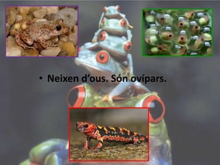 • Neixen d’ous. Són ovípars.
 