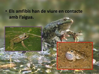 • Els amfibis han de viure en contacte
amb l’aigua.
 