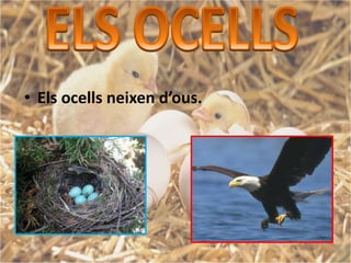 • Els ocells neixen d’ous.
 