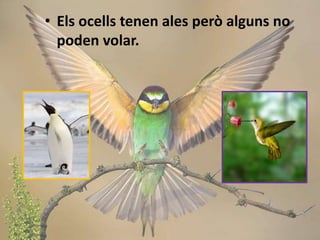 • Els ocells tenen ales però alguns no
poden volar.
 