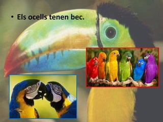 • Els ocells tenen bec.
 