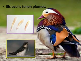 • Els ocells tenen plomes.
 