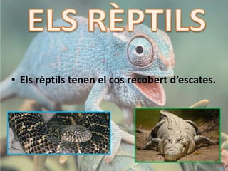 • Els rèptils tenen el cos recobert d’escates.
 