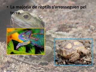 • La majoria de rèptils s’arrosseguen pel
terra.
 