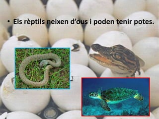 • Els rèptils neixen d’ous i poden tenir potes.
 