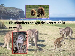 • Els mamífers neixen del ventre de la
mare.
 