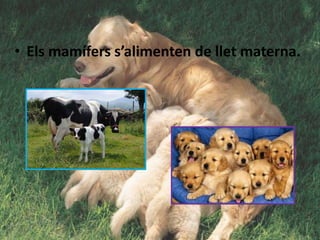 • Els mamífers s’alimenten de llet materna.
 