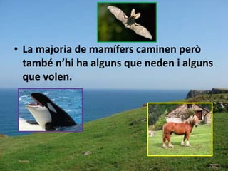 • La majoria de mamífers caminen però
també n’hi ha alguns que neden i alguns
que volen.
 