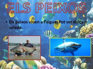 • Els peixos viuen a l’aigua. Pot ser dolça o
salada.
 