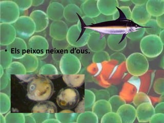 • Els peixos neixen d’ous.
 