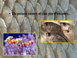 • Els peixos tenen el cos ple d’escates.
 