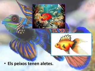 • Els peixos tenen aletes.
 