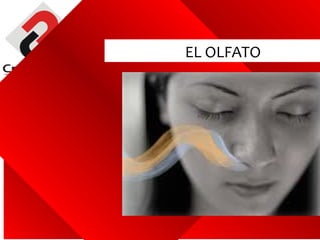 EL OLFATO




www.innovamercados.com
 