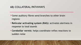 The physiology of Hearing, balance and equilibrium | PPTX