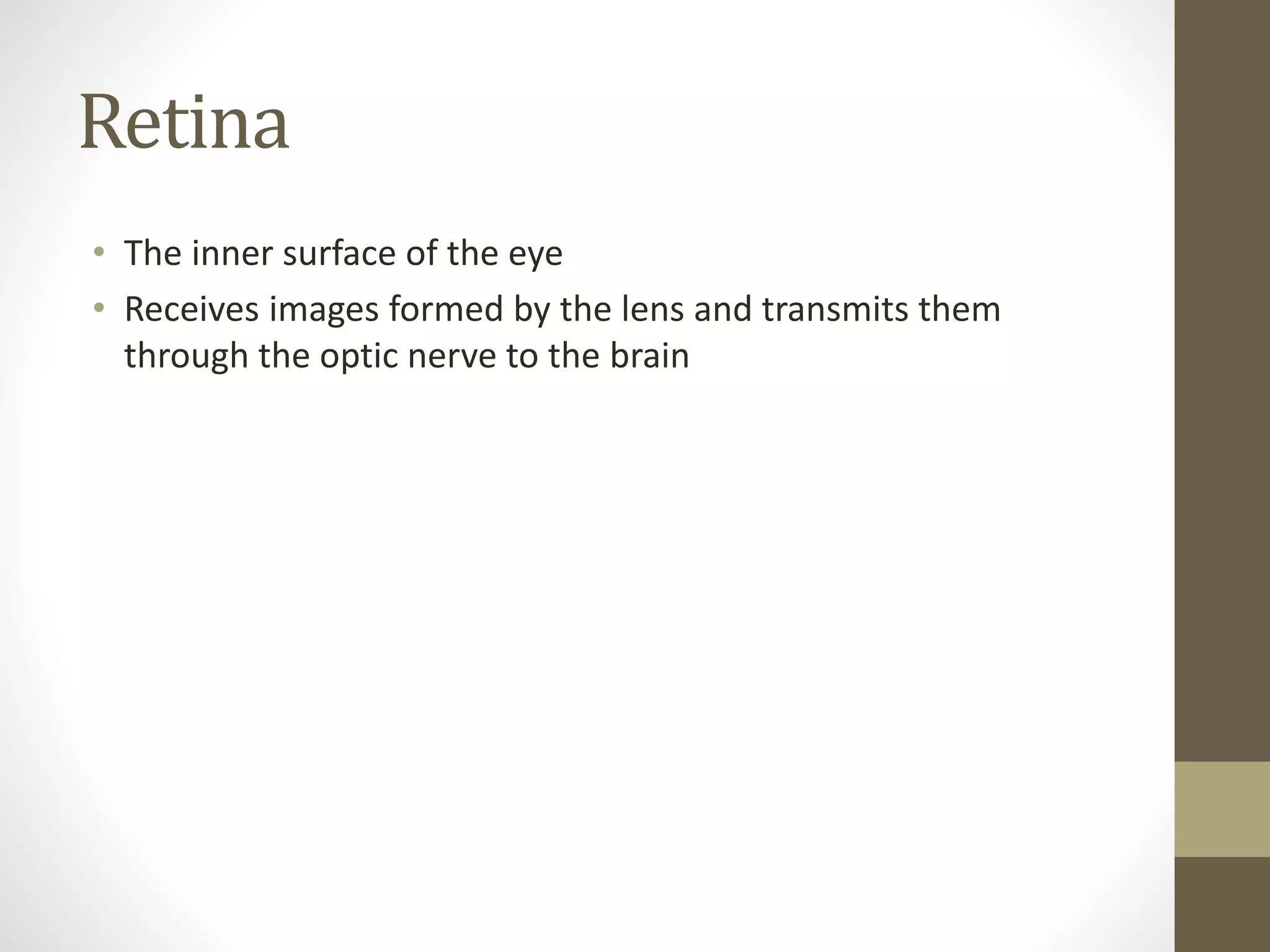 Retina
• The inner surface of the eye
• Receives images formed by the lens and transmits them
through the optic nerve to the brain
 