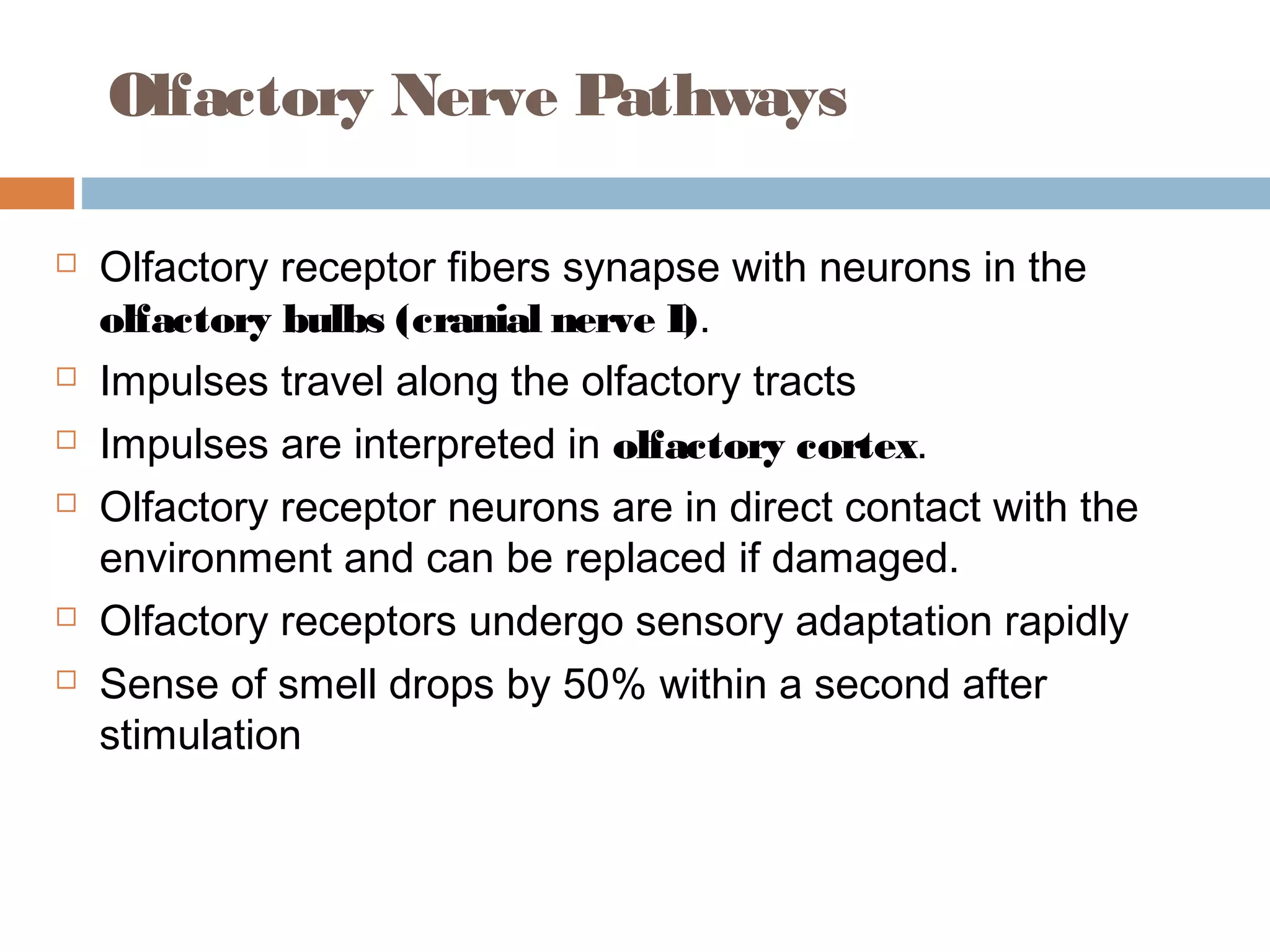Smell Inervation Sense of smell | PPT