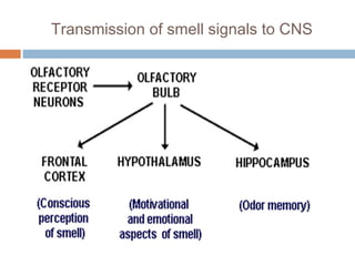 Sense of smell | PPT