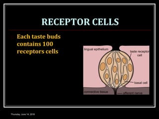 RECEPTOR CELLS
 Each taste buds
contains 100
receptors cells
Thursday, June 14, 2018
 