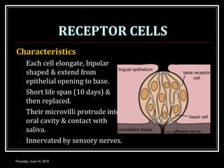 RECEPTOR CELLS
 Characteristics
 Each cell elongate, bipolar
shaped & extend from
epithelial opening to base.
 Short life span (10 days) &
then replaced.
 Their microvilli protrude into
oral cavity & contact with
saliva.
 Innervated by sensory nerves.
Thursday, June 14, 2018
 